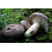 Мицелий Млечника обыкновенного / Гладыш (Lactarius trivialis)